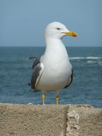 Seagull